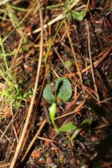Corybas abditus