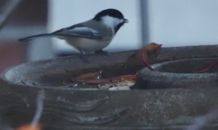 Poecile atricapillus