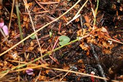 Corybas abditus