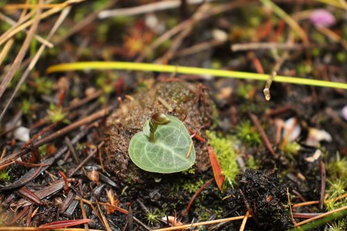 Image of Corybas Abditus (Corybas abditus) by (c) Em Lamond, some rights reserved (CC BY)