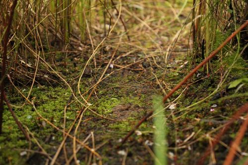 Image of Corybas Abditus (Corybas abditus) by (c) Em Lamond, some rights reserved (CC BY)