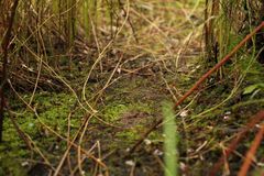 Corybas abditus