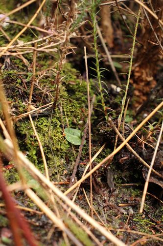 Image of Corybas Abditus (Corybas abditus) by (c) Em Lamond, some rights reserved (CC BY)