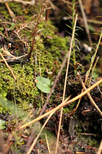 Image of Corybas Abditus (Corybas abditus) by (c) Em Lamond, some rights reserved (CC BY)