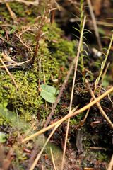 Corybas abditus