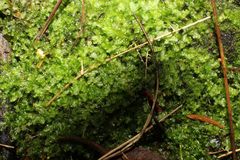 Ceramanus clatritexta