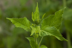 Leonotis nepetifolia