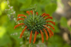 Leonotis nepetifolia
