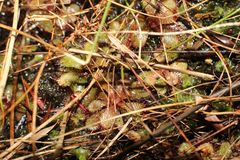 Drosera hamiltonii