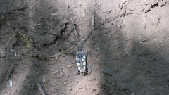 Neoptychodes cretatus