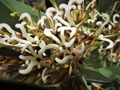 Hakea pandanicarpa