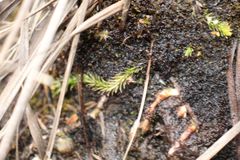 Brownseya serpentina