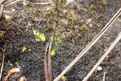 Brownseya serpentina