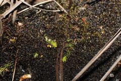 Brownseya serpentina