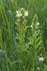 Pedicularis crenulata