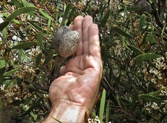 Hakea pandanicarpa