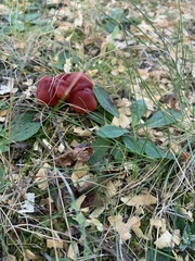 Hygrocybe