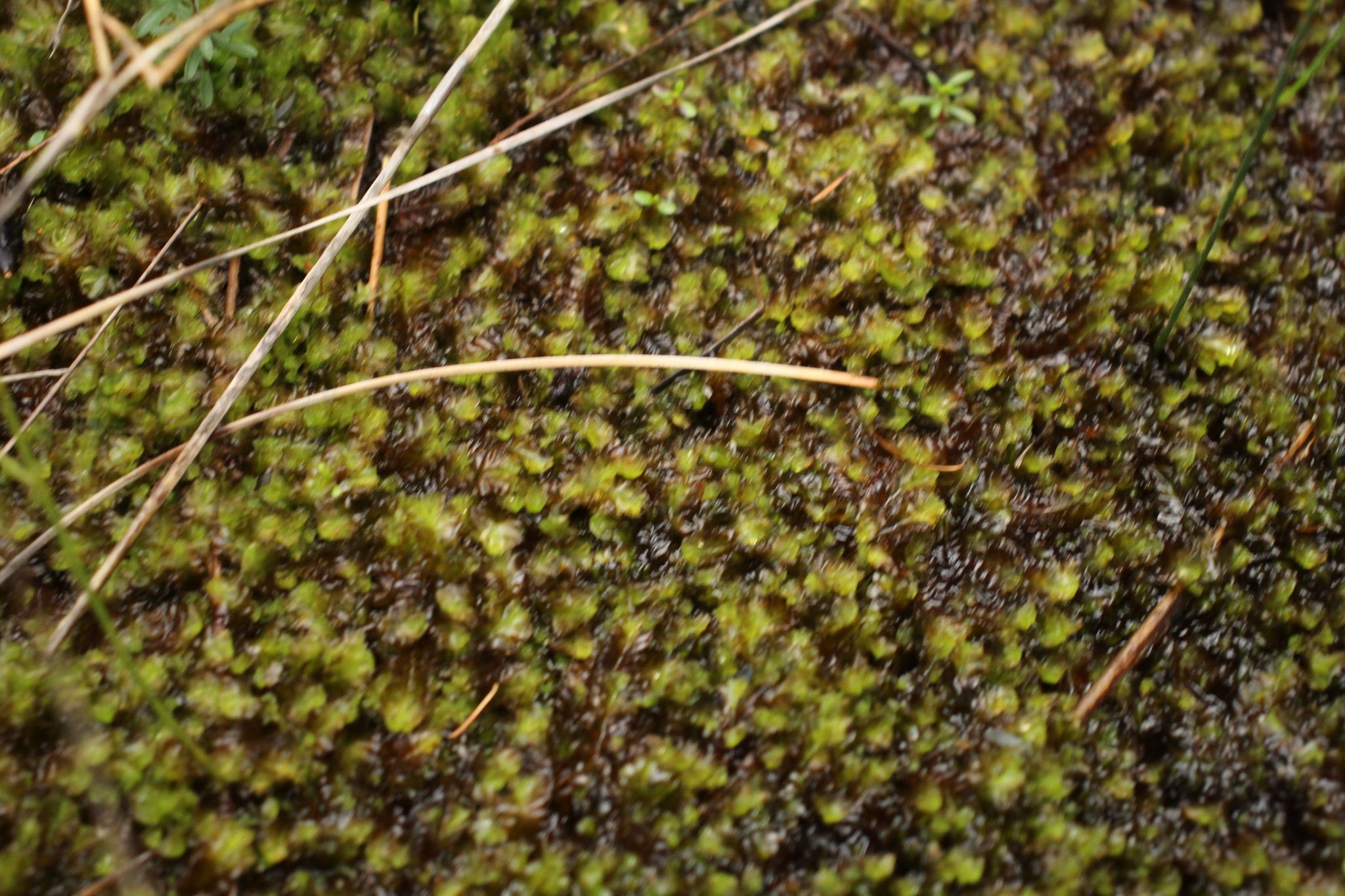 Syzygiella sonderi