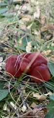 Hygrocybe