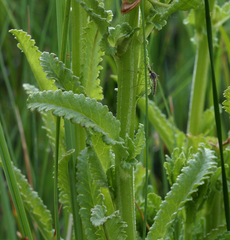 Pedicularis crenulata