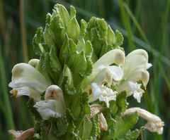 Pedicularis crenulata