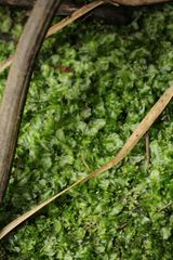 Symphyogyna podophylla