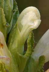 Pedicularis crenulata