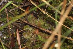 Drosera hamiltonii