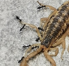 Centruroides baldazoi