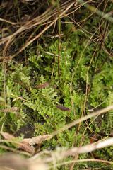 Ceramanus clatritexta