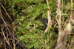 Ceramanus clatritexta