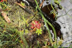 Drosera hamiltonii