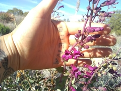 Penstemon clevelandii connatus