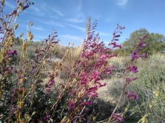 Penstemon clevelandii connatus