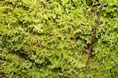 Ceramanus clatritexta