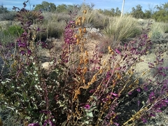 Penstemon clevelandii connatus