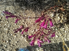 Penstemon clevelandii connatus