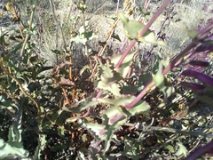 Penstemon clevelandii connatus