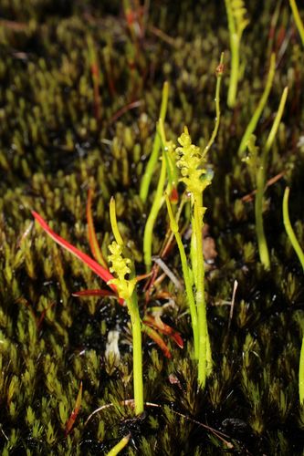 Image of Microtis atrata by (c) Em Lamond, some rights reserved (CC BY)
