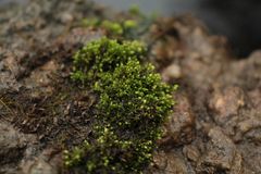 Bryum blandum