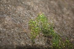Bryum blandum