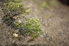 Bryum blandum