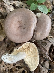 Lactarius hibbardiae