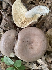 Lactarius hibbardiae