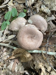 Lactarius hibbardiae