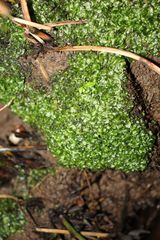 Symphyogyna podophylla