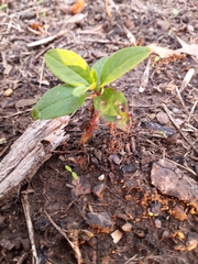 Phytolacca americana
