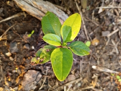 Phytolacca americana