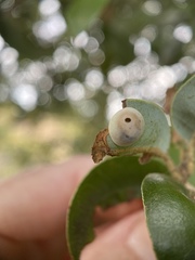 Paracraspis guadaloupensis