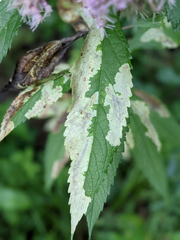 Calycomyza flavinotum